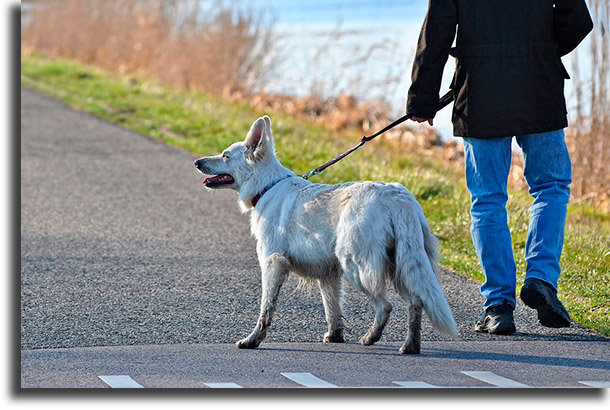 Walk the dog, if necessary tips to do with your pet