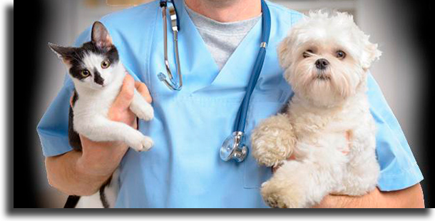 Take veterinarian tips to do with your pet